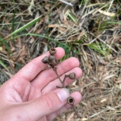 Eucalyptus pilularis at Myall Lakes National Park - 17 Dec 2023