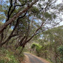 Eucalyptus pilularis at Myall Lakes National Park - 17 Dec 2023