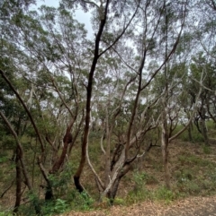 Eucalyptus pilularis at Myall Lakes National Park - 17 Dec 2023