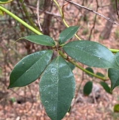 Cissus hypoglauca (Giant Water Vine) at Seal Rocks, NSW - 17 Dec 2023 by Tapirlord