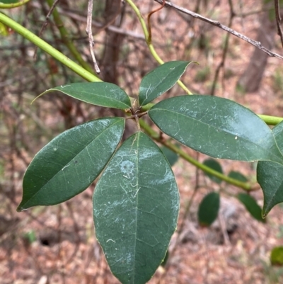 Cissus hypoglauca (Giant Water Vine) at Myall Lakes National Park - 17 Dec 2023 by Tapirlord