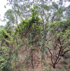 Cissus hypoglauca at Myall Lakes National Park - 17 Dec 2023 11:02 AM