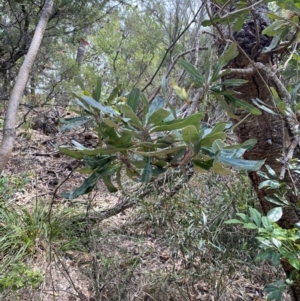 Banksia serrata at Myall Lakes National Park - 17 Dec 2023 11:00 AM