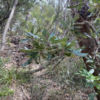 Banksia serrata (Saw Banksia) at Seal Rocks, NSW - 17 Dec 2023 by Tapirlord