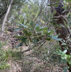 Banksia serrata (Saw Banksia) at Myall Lakes National Park - 17 Dec 2023 by Tapirlord