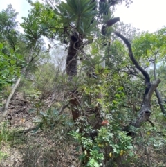 Banksia serrata at Myall Lakes National Park - 17 Dec 2023 11:00 AM