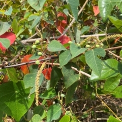 Homalanthus populifolius (Bleeding Heart) at Myall Lakes National Park - 16 Dec 2023 by Tapirlord