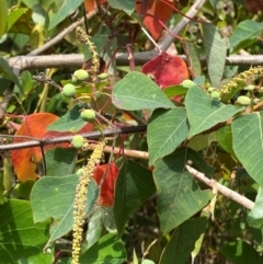 Homalanthus populifolius at Myall Lakes National Park - 17 Dec 2023 10:59 AM