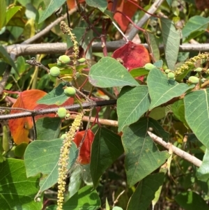 Homalanthus populifolius at Myall Lakes National Park - 17 Dec 2023 10:59 AM