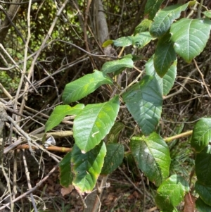 Cissus antarctica at Myall Lakes National Park - 17 Dec 2023 10:59 AM