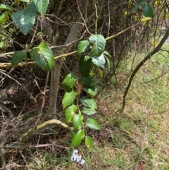 Cissus antarctica at Myall Lakes National Park - 17 Dec 2023 10:59 AM