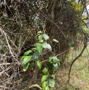 Cissus antarctica at Myall Lakes National Park - 17 Dec 2023 10:59 AM