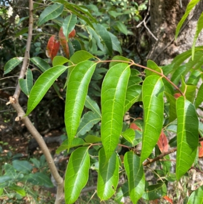 Euroschinus falcatus (Ribbonwood) at Myall Lakes National Park - 17 Dec 2023 by Tapirlord