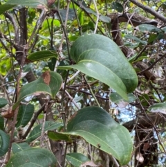 Smilax australis (Barbed-Wire Vine) at Seal Rocks, NSW - 16 Dec 2023 by Tapirlord