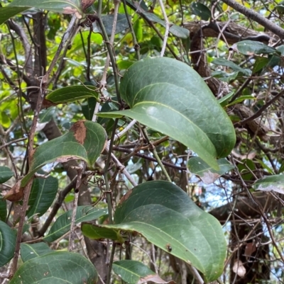 Smilax australis (Barbed-Wire Vine) at Myall Lakes National Park - 17 Dec 2023 by Tapirlord