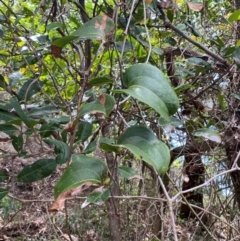 Smilax australis at Myall Lakes National Park - 17 Dec 2023 10:58 AM