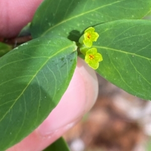Wikstroemia indica at Myall Lakes National Park - 17 Dec 2023