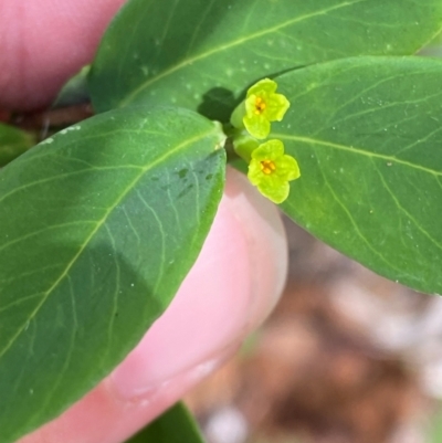 Wikstroemia indica (Bootlace Bush, Tie Bush) at Seal Rocks, NSW - 16 Dec 2023 by Tapirlord