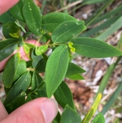 Wikstroemia indica at Myall Lakes National Park - 17 Dec 2023 10:58 AM