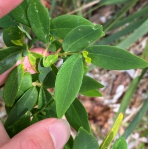 Wikstroemia indica at Myall Lakes National Park - 17 Dec 2023 10:58 AM