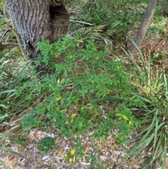 Wikstroemia indica at Myall Lakes National Park - 17 Dec 2023