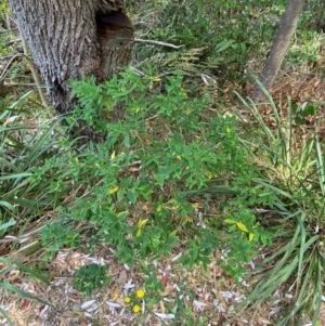 Wikstroemia indica at Myall Lakes National Park - 17 Dec 2023