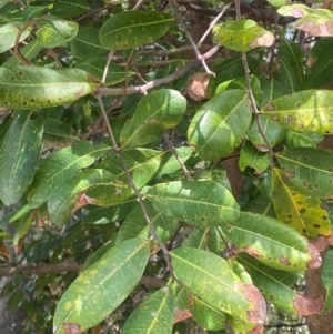 Cupaniopsis anacardioides at Myall Lakes National Park - 17 Dec 2023