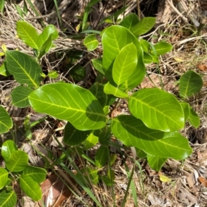 Alectryon coriaceus at Myall Lakes National Park - 17 Dec 2023