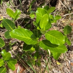 Alectryon coriaceus at Myall Lakes National Park - 17 Dec 2023 10:58 AM