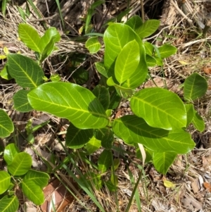 Alectryon coriaceus at Myall Lakes National Park - 17 Dec 2023 10:58 AM