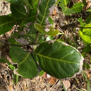 Alectryon coriaceus at Myall Lakes National Park - 17 Dec 2023