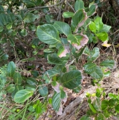 Alectryon coriaceus at Myall Lakes National Park - 17 Dec 2023