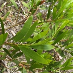 Acacia longifolia subsp. sophorae (Coast Wattle) at Seal Rocks, NSW - 16 Dec 2023 by Tapirlord
