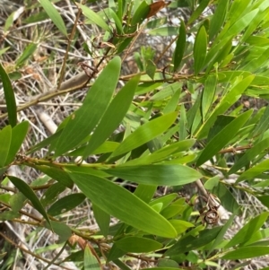 Acacia longifolia subsp. sophorae at Myall Lakes National Park - 17 Dec 2023