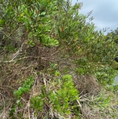 Acacia longifolia subsp. sophorae at Myall Lakes National Park - 17 Dec 2023