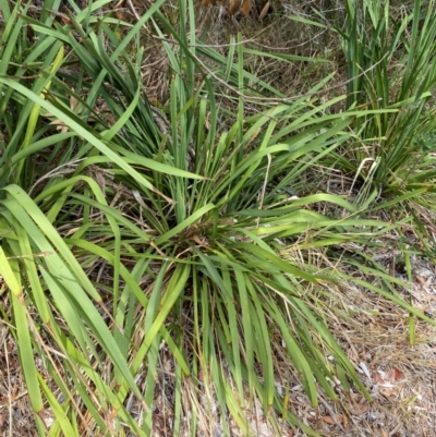 Lomandra longifolia (Spiny-headed Mat-rush, Honey Reed) at Seal Rocks, NSW - 16 Dec 2023 by Tapirlord