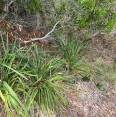 Lomandra longifolia at Myall Lakes National Park - 17 Dec 2023 10:56 AM