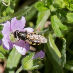 Odontomyia sp. (genus) (A soldier fly) at Glen Allen, NSW - 18 Jan 2024 by AlisonMilton