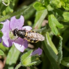 Odontomyia sp. (genus) (A soldier fly) at Glen Allen, NSW - 17 Jan 2024 by AlisonMilton