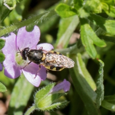 Odontomyia sp. (genus) (A soldier fly) at Glen Allen, NSW - 18 Jan 2024 by AlisonMilton