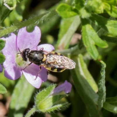 Odontomyia sp. (genus) (A soldier fly) at Glen Allen, NSW - 17 Jan 2024 by AlisonMilton