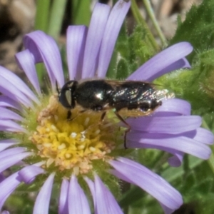 Odontomyia sp. (genus) at Glen Allen, NSW - 18 Jan 2024