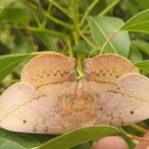 Anthela acuta at McQuoids Hill - 20 Jan 2024