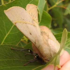 Anthela acuta at McQuoids Hill - 20 Jan 2024