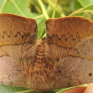 Anthela acuta at McQuoids Hill - 20 Jan 2024