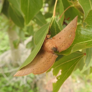 Anthela acuta at McQuoids Hill - 20 Jan 2024