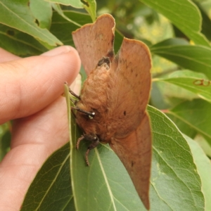 Anthela acuta at McQuoids Hill - 20 Jan 2024