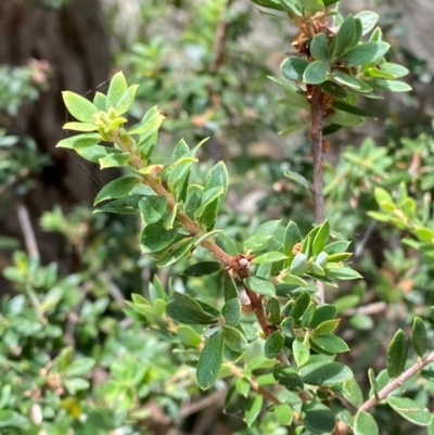 Monotoca elliptica (Tree Broom-heath) at Seal Rocks, NSW - 16 Dec 2023 by Tapirlord