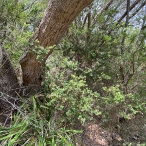 Monotoca elliptica at Myall Lakes National Park - 17 Dec 2023 10:56 AM