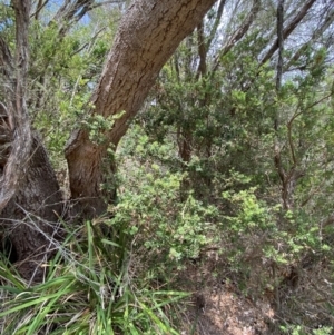 Monotoca elliptica at Myall Lakes National Park - 17 Dec 2023